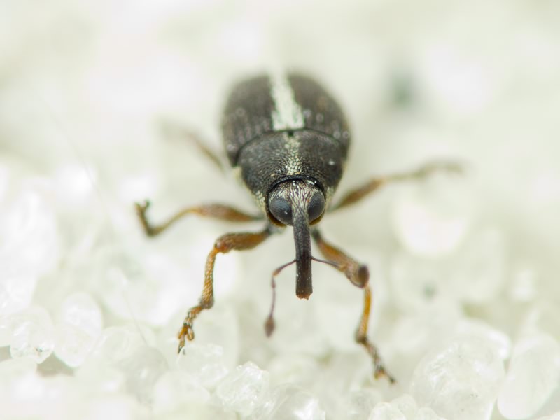 Oprohinus suturalis (Fabricius, 1775)